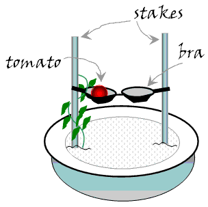 Bras Support Large Tomatoes! - TomatoCasual.com