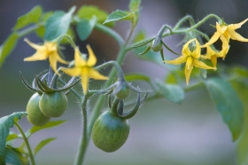 Tomato Casual How To Protect Your Blooms From Blossom Drop How To Protect Your Tomato Blooms From Blossom Drop Tomatocasual