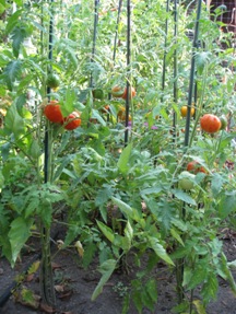 Tomato Plant Health