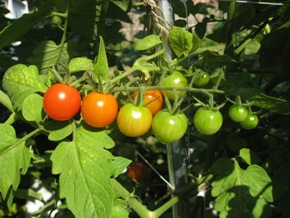 Where Do Professional Tomato Producers Go for Info? Where Do Professional Tomato Producers Go for Info?