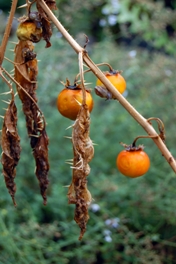 What to Do with Tomato Skins What to Do with Tomato Skins
