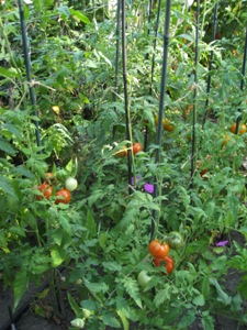 Transplanting a Large Tomato Plant Transplanting a Large Tomato Plant