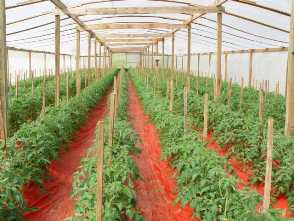 Fighting Climate Change through Greenhouses Fighting Climate Change through Greenhouses