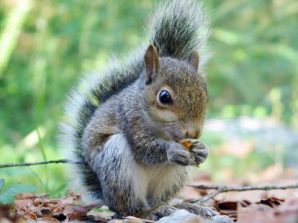 Squirrel Tomato