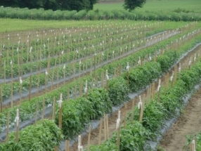 Tomatoes as Alternative Energy Source