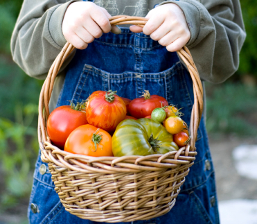 Tomato