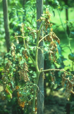 Tomato Rust