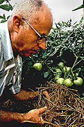 Hairy Vetch Mulch