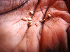 tomato-seeds.JPG