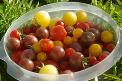 Turning to Cherry Tomatoes Turning to Cherry Tomatoes