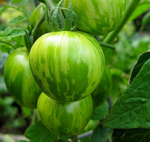 End of Tomato Season End of Tomato Season
