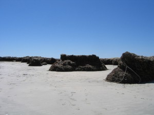 Seeweed_Beach