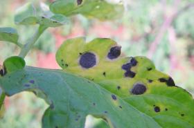 blight