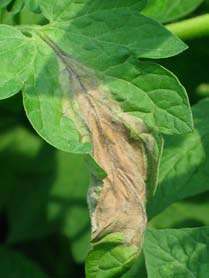 blight