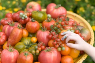 heirloom-tomato heirloom-tomato