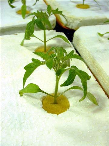 hydroponics
