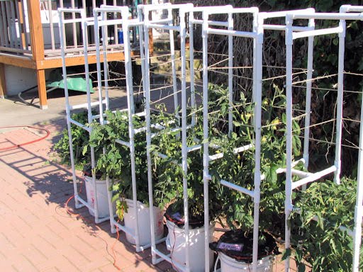 pvc-tomatoe-cage