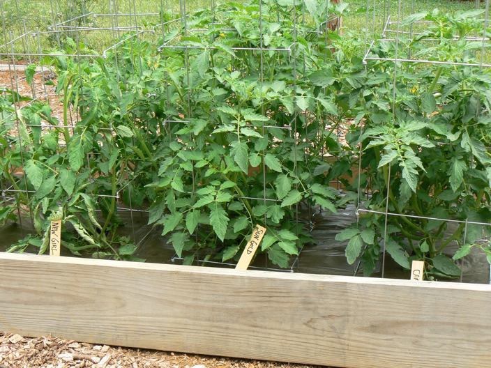 tomato bed