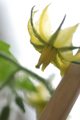 tomato-blossom