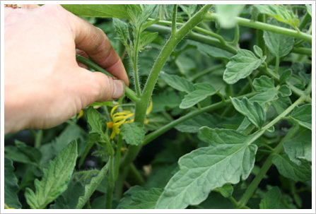 tomato-pruning