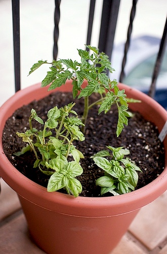 tomato4