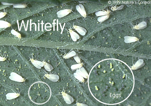 Whitefly On Tomatoes