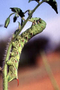 worm