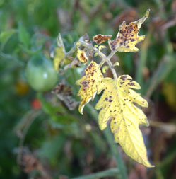 yellow-tomato-leaves