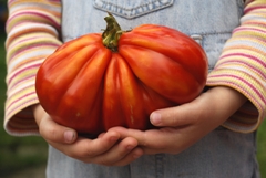How To Grow The Biggest Tomatoes In Town in 6 Easy Steps - TomatoCasual.com