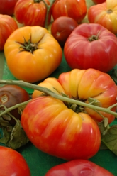 Tomato Casual Answers Reader Question: Where to Buy Heirloom Tomatoes