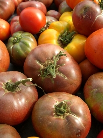 Rare Heirloom Tomato: Raising the Purple Cherokee