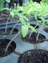 How to Choose Good Tomato Plants for Transplanting by Flirting - TomatoCasual.com