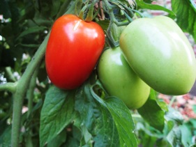 End of Tomato Season Part 2: What to Do with Green Tomatoes