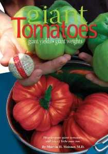 Giant Tomatoes - Tomato Casual