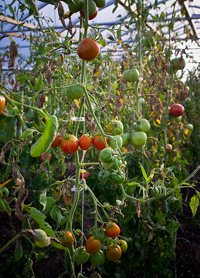 The Wisdom of Hiding under Tomato Plants