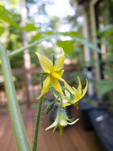 Photo Credit: Day 158-Tomato Bloom by Mark Sinderson used under CC BY-NC-ND 2.0