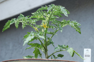 Photo Credit: Red Zebra tomato in bloom by tacobel_canon used under CC BY 2.0