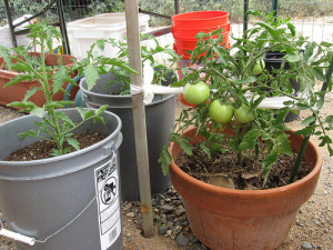 Photo Credit: Tomato Pot by Michelle Dyer used under CC BY-NC-SA 2.0