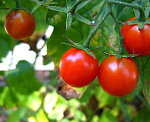 Photo Credit: Grape Tomatoes by Adam used under CC BY-NC-SA 2.0