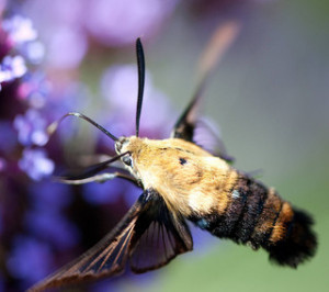 Photo Credit: Hummingbird Moth by Dwight Sipler used under CC BY 2.0