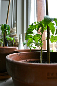 Photo Credit: Tomato Plants by Suzy Glass used under 