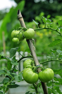Photo Credit: Tomato Plant - Extra Green by Steven Reynolds used under CC BY 2.0