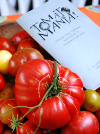 tomatomania